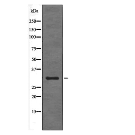 Western blot - BIK (Phospho-Ser35) Antibody from Signalway Antibody (12578) - Antibodies.com
