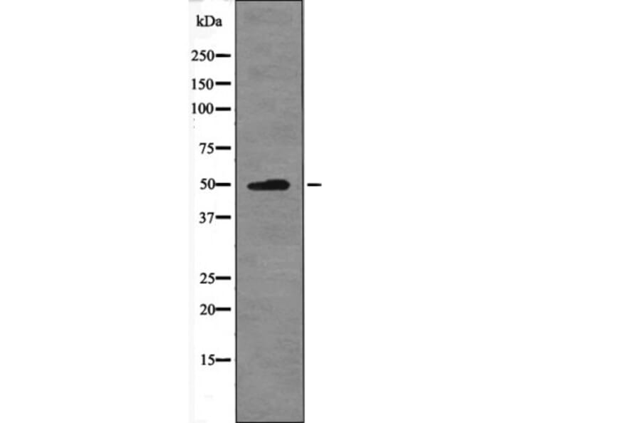 Western blot - MAZ (Phospho-Thr72) Antibody from Signalway Antibody (12610) - Antibodies.com