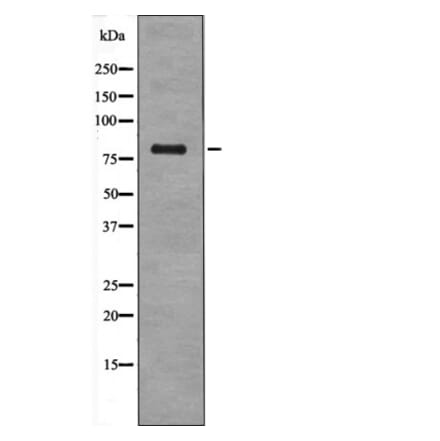 Western blot - p73 (Phospho-Thr86) Antibody from Signalway Antibody (12622) - Antibodies.com