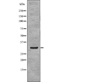 Western blot - NPM (Phospho-Ser70) Antibody from Signalway Antibody (12770) - Antibodies.com