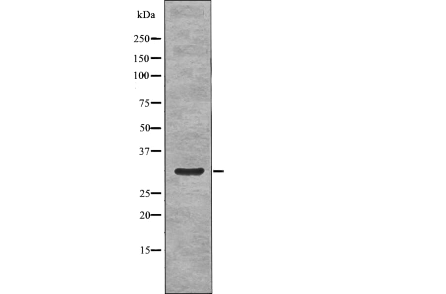 Western blot - NPM (Phospho-Ser70) Antibody from Signalway Antibody (12770) - Antibodies.com