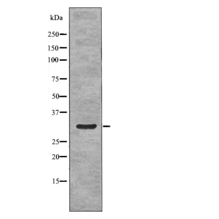 Western blot - NPM (Phospho-Ser70) Antibody from Signalway Antibody (12770) - Antibodies.com