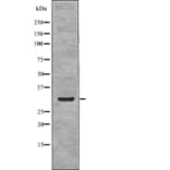 Western blot - NPM (Phospho-Ser70) Antibody from Signalway Antibody (12770) - Antibodies.com