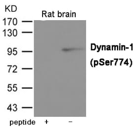 Western blot - Dynamin-1 (Phospho-Ser774) Antibody from Signalway Antibody (12005) - Antibodies.com