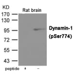 Western blot - Dynamin-1 (Phospho-Ser774) Antibody from Signalway Antibody (12005) - Antibodies.com