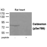 Western blot - Caldesmon (Phospho-Ser789) Antibody from Signalway Antibody (12012) - Antibodies.com