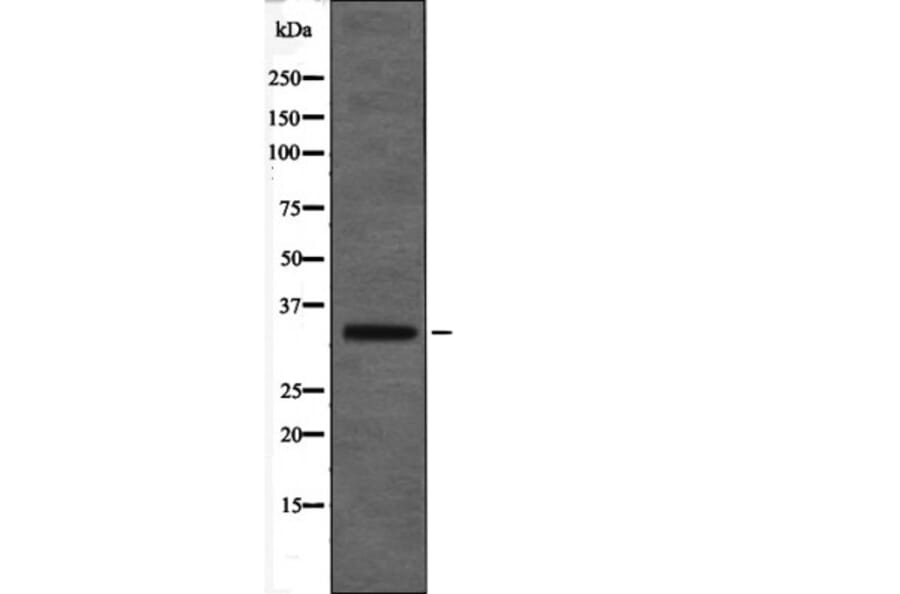 Western blot - MAX (Phospho-Ser2) Antibody from Signalway Antibody (12449) - Antibodies.com
