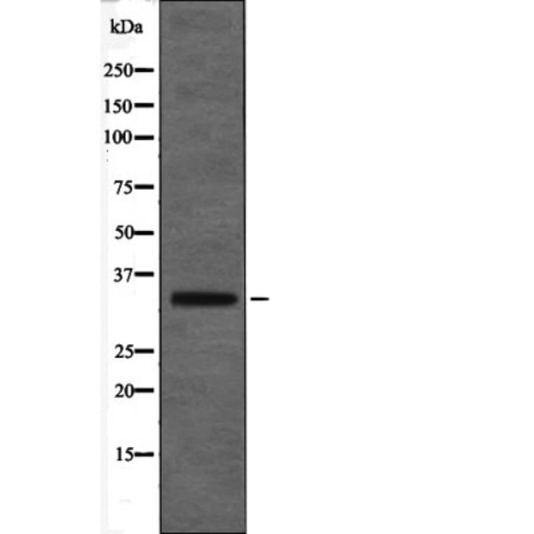 Western blot - MAX (Phospho-Ser2) Antibody from Signalway Antibody (12449) - Antibodies.com