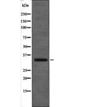 Western blot - MAX (Phospho-Ser2) Antibody from Signalway Antibody (12449) - Antibodies.com