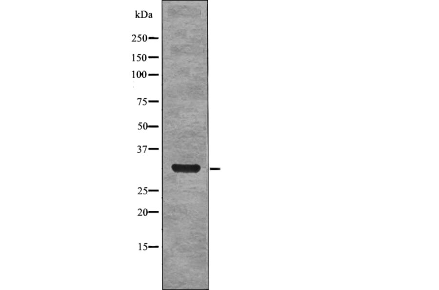 Western blot - NPM (Phospho-Ser4) Antibody from Signalway Antibody (12769) - Antibodies.com