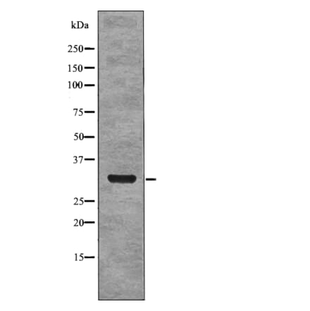 Western blot - NPM (Phospho-Ser4) Antibody from Signalway Antibody (12769) - Antibodies.com