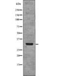 Western blot - NPM (Phospho-Ser4) Antibody from Signalway Antibody (12769) - Antibodies.com