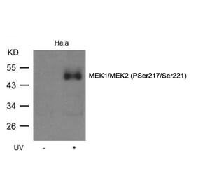Western blot - MEK1/MEK2 (Phospho-Ser217/Ser221) Antibody from Signalway Antibody (11205) - Antibodies.com