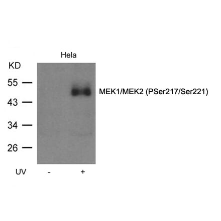 Western blot - MEK1/MEK2 (Phospho-Ser217/Ser221) Antibody from Signalway Antibody (11205) - Antibodies.com