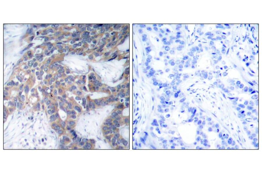 Immunohistochemistry - MEK1/MEK2 (Phospho-Ser217/Ser221) Antibody from Signalway Antibody (11205) - Antibodies.com