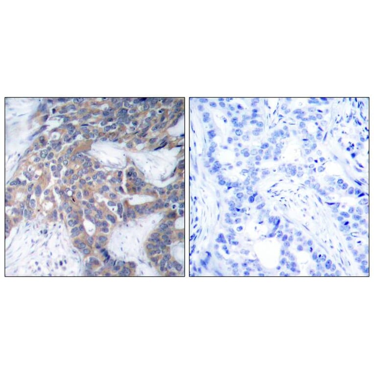Immunohistochemistry - MEK1/MEK2 (Phospho-Ser217/Ser221) Antibody from Signalway Antibody (11205) - Antibodies.com
