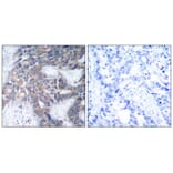 Immunohistochemistry - MEK1/MEK2 (Phospho-Ser217/Ser221) Antibody from Signalway Antibody (11205) - Antibodies.com