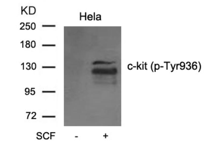 Western blot - c-kit (phospho-Tyr936) Antibody from Signalway Antibody (11539) - Antibodies.com