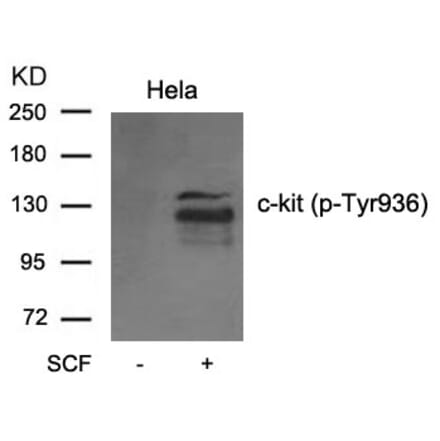 Western blot - c-kit (phospho-Tyr936) Antibody from Signalway Antibody (11539) - Antibodies.com