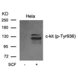 Western blot - c-kit (phospho-Tyr936) Antibody from Signalway Antibody (11539) - Antibodies.com