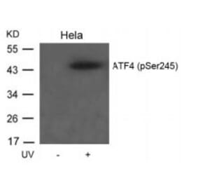 Western blot - ATF4 (Phospho-Ser245) Antibody from Signalway Antibody (11053) - Antibodies.com