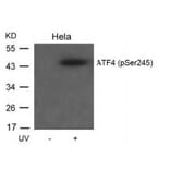 Western blot - ATF4 (Phospho-Ser245) Antibody from Signalway Antibody (11053) - Antibodies.com