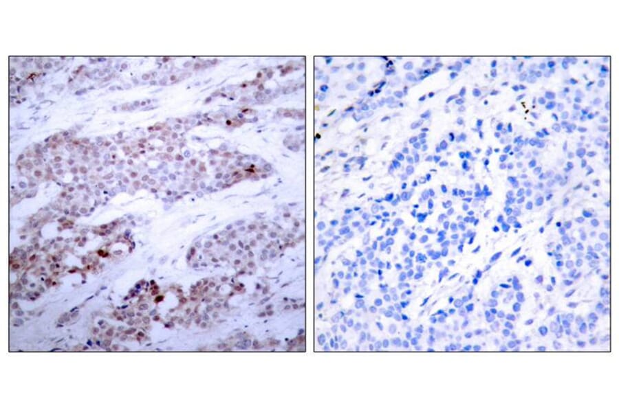 Immunohistochemistry - ATF4 (Phospho-Ser245) Antibody from Signalway Antibody (11053) - Antibodies.com