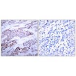 Immunohistochemistry - ATF4 (Phospho-Ser245) Antibody from Signalway Antibody (11053) - Antibodies.com