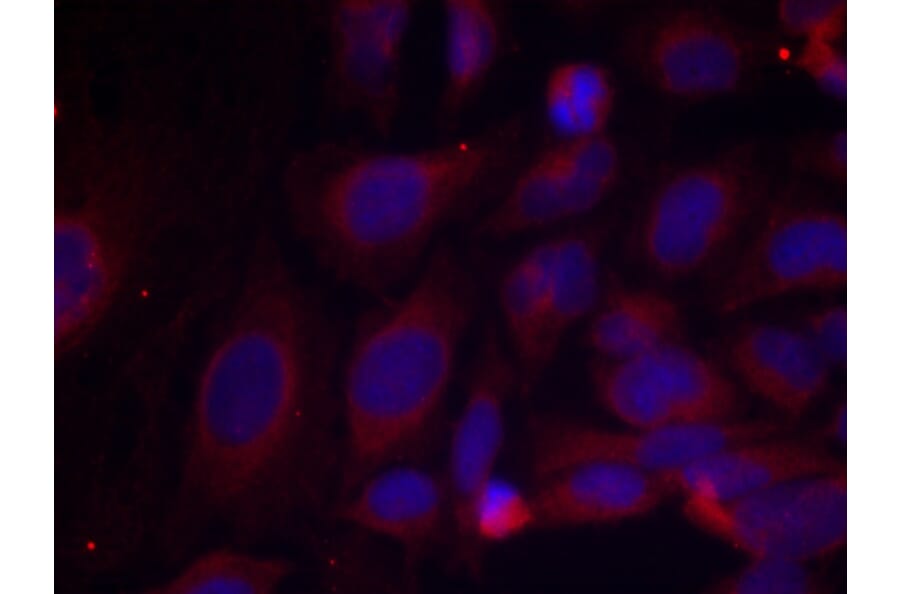 Immunofluorescence - NFκB-p105 (Phospho-Ser893) Antibody from Signalway Antibody (11018) - Antibodies.com