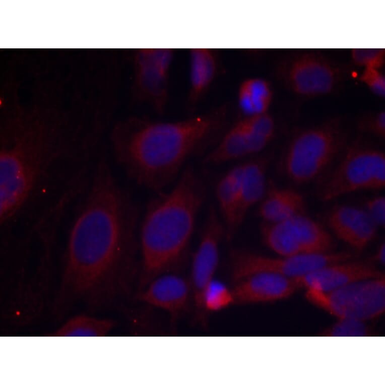 Immunofluorescence - NFκB-p105 (Phospho-Ser893) Antibody from Signalway Antibody (11018) - Antibodies.com