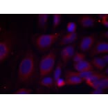 Immunofluorescence - NFκB-p105 (Phospho-Ser893) Antibody from Signalway Antibody (11018) - Antibodies.com