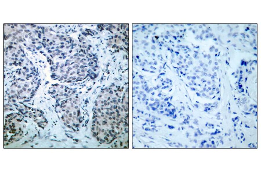 Immunohistochemistry - SEK1/MKK4 (Phospho-Thr261) Antibody from Signalway Antibody (11176) - Antibodies.com