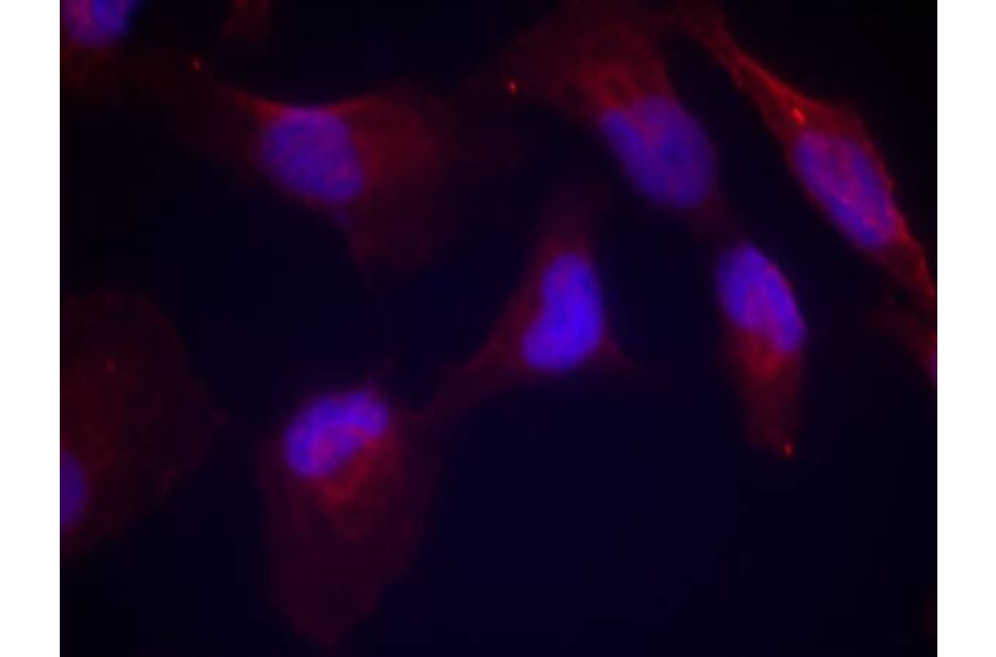 Immunofluorescence - SEK1/MKK4 (Phospho-Thr261) Antibody from Signalway Antibody (11176) - Antibodies.com