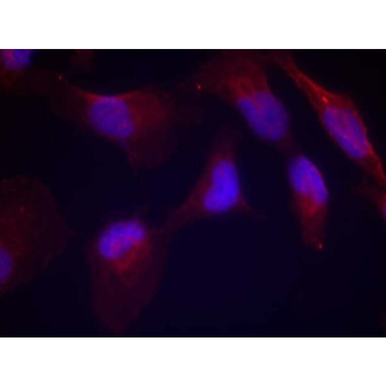 Immunofluorescence - SEK1/MKK4 (Phospho-Thr261) Antibody from Signalway Antibody (11176) - Antibodies.com