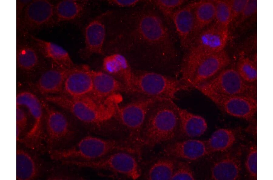 Immunofluorescence - VEGFR2 (Phospho-Tyr1175) Antibody from Signalway Antibody (11084) - Antibodies.com