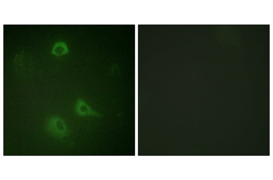 Immunofluorescence - NMDAR1 (Phospho-Ser890) Antibody from Signalway Antibody (11674) - Antibodies.com