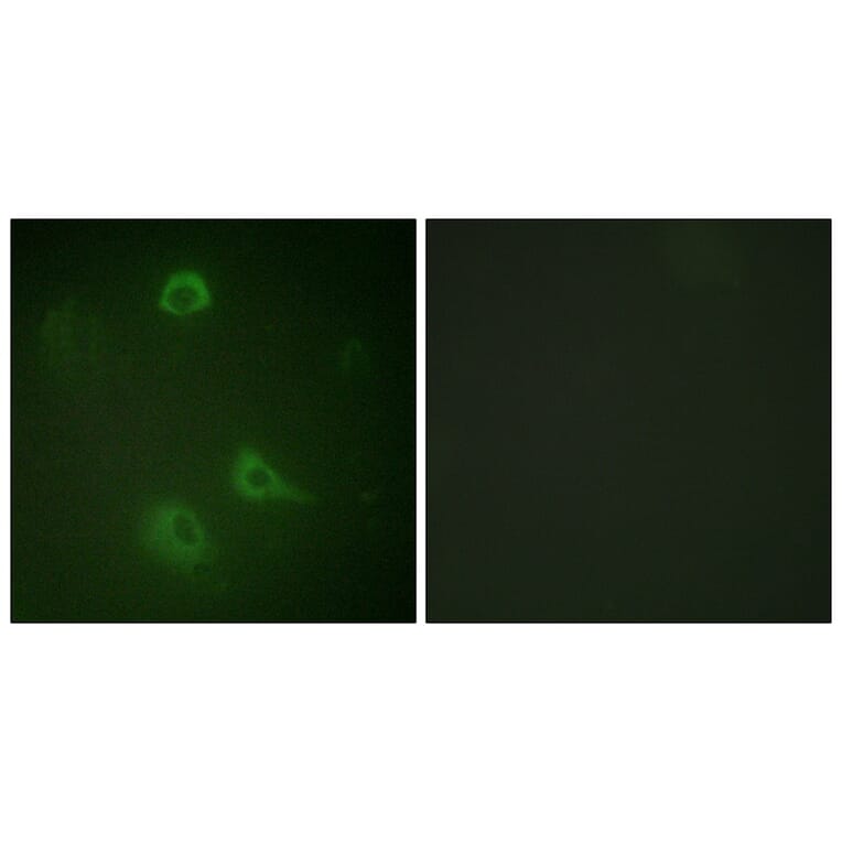 Immunofluorescence - NMDAR1 (Phospho-Ser890) Antibody from Signalway Antibody (11674) - Antibodies.com