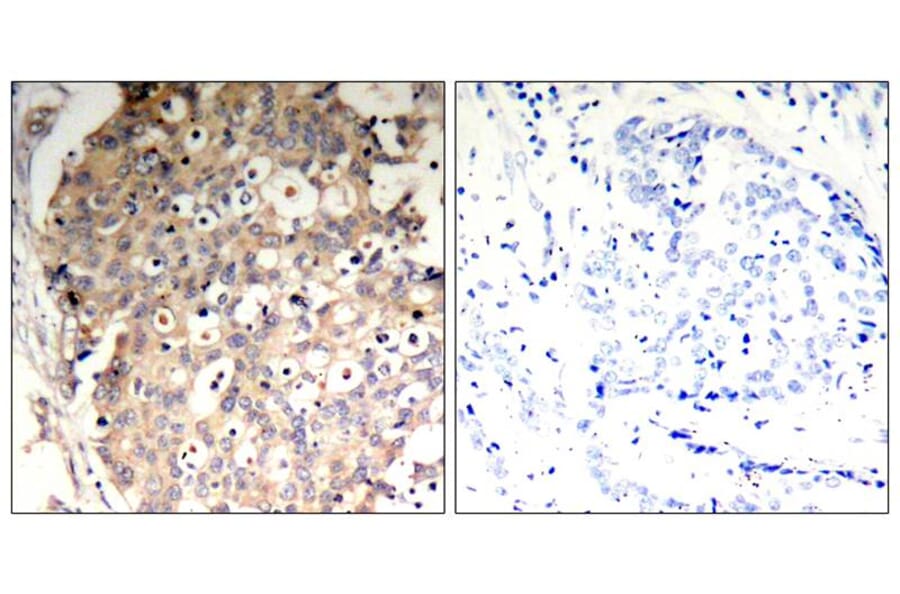 Immunohistochemistry - SHP-1 (Phospho-Tyr536) Antibody from Signalway Antibody (11318) - Antibodies.com