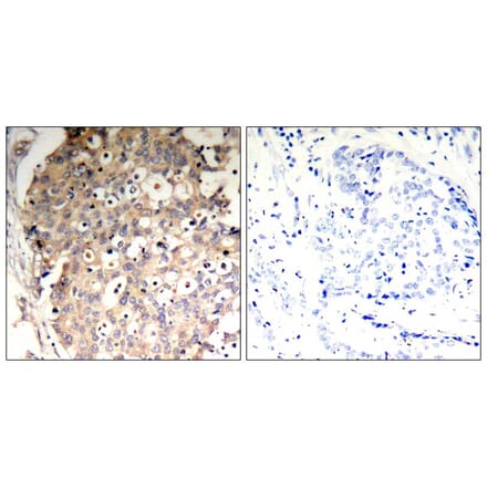 Immunohistochemistry - SHP-1 (Phospho-Tyr536) Antibody from Signalway Antibody (11318) - Antibodies.com