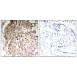 Immunohistochemistry - SHP-1 (Phospho-Tyr536) Antibody from Signalway Antibody (11318) - Antibodies.com