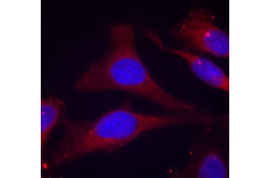 Immunofluorescence - SHP-1 (Phospho-Tyr536) Antibody from Signalway Antibody (11318) - Antibodies.com