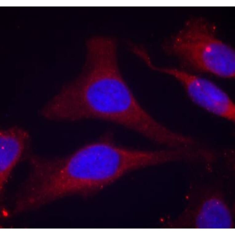 Immunofluorescence - SHP-1 (Phospho-Tyr536) Antibody from Signalway Antibody (11318) - Antibodies.com