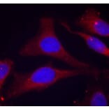 Immunofluorescence - SHP-1 (Phospho-Tyr536) Antibody from Signalway Antibody (11318) - Antibodies.com