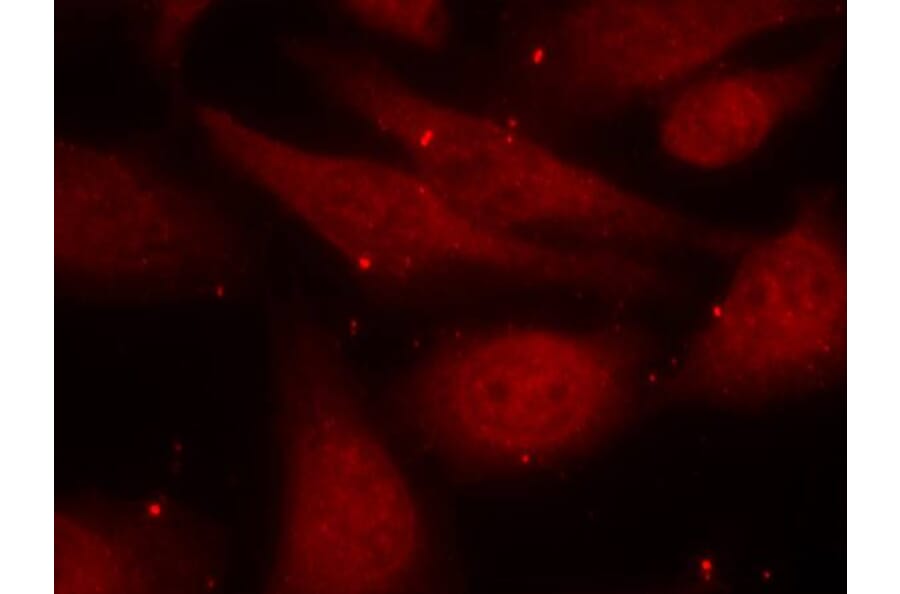 Immunofluorescence - c-Abl (Phospho-Tyr412) Antibody from Signalway Antibody (11125) - Antibodies.com