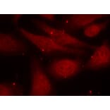 Immunofluorescence - c-Abl (Phospho-Tyr412) Antibody from Signalway Antibody (11125) - Antibodies.com