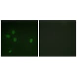 Immunofluorescence - 53BP1 (Phospho-Ser25) Antibody from Signalway Antibody (12125) - Antibodies.com