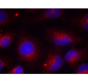 Immunofluorescence - PTEN (Phospho-Ser380) Antibody from Signalway Antibody (11009) - Antibodies.com