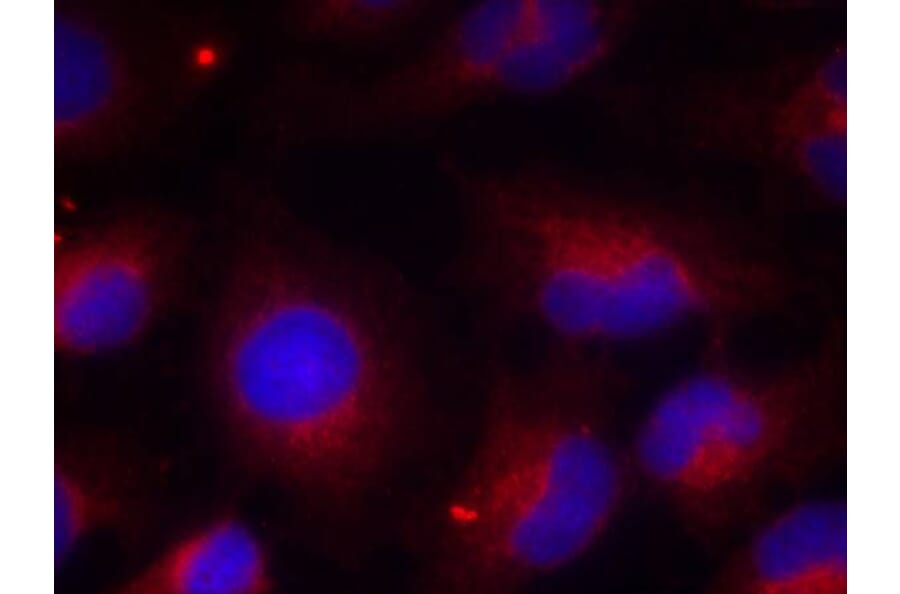 Immunofluorescence - PTEN (Phospho-Ser380) Antibody from Signalway Antibody (11009) - Antibodies.com