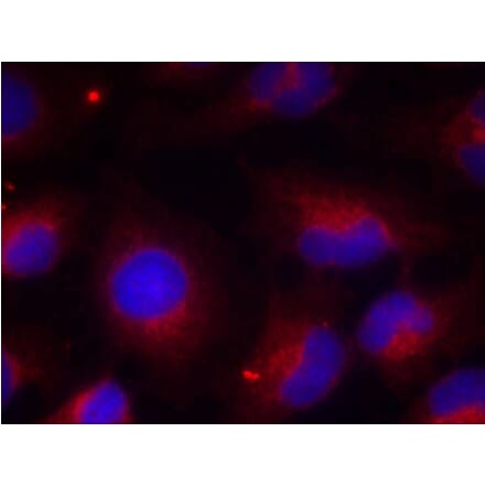Immunofluorescence - PTEN (Phospho-Ser380) Antibody from Signalway Antibody (11009) - Antibodies.com