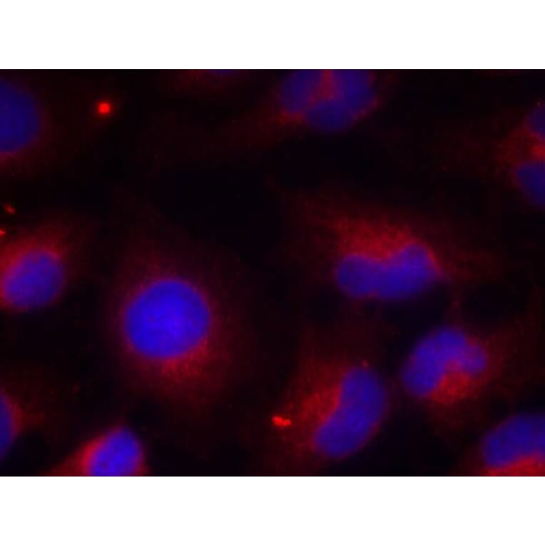 Immunofluorescence - PTEN (Phospho-Ser380) Antibody from Signalway Antibody (11009) - Antibodies.com